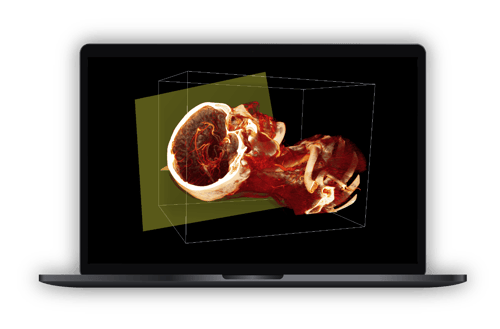 instructor-3d-anatomy-software-license